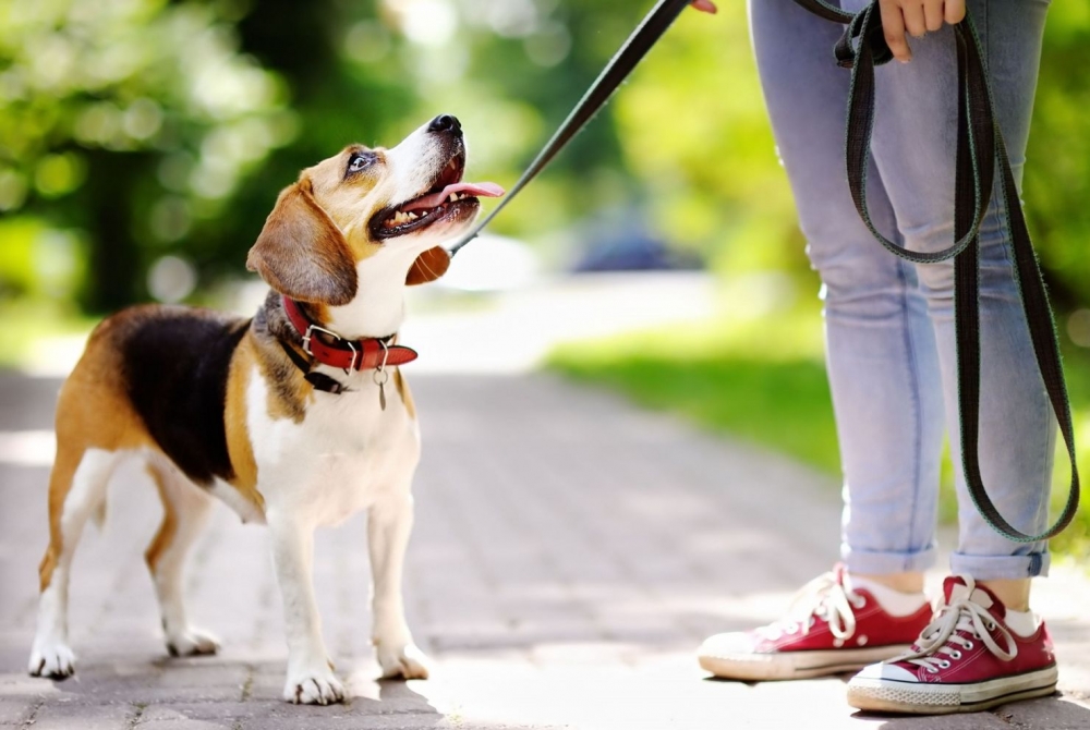 Pasear a tu perro con éxito: Consejos esenciales para un tiempo de calidad juntos	