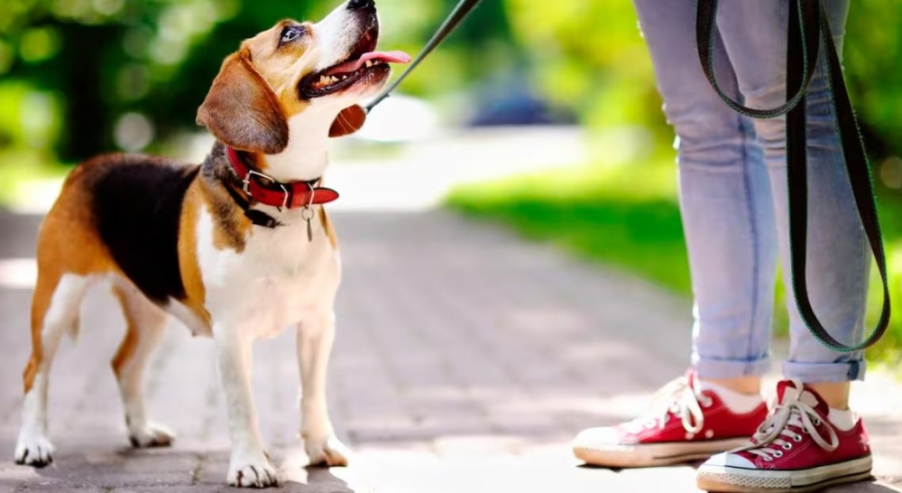 Beneficios de vivir en una comunidad Pet-Friendly